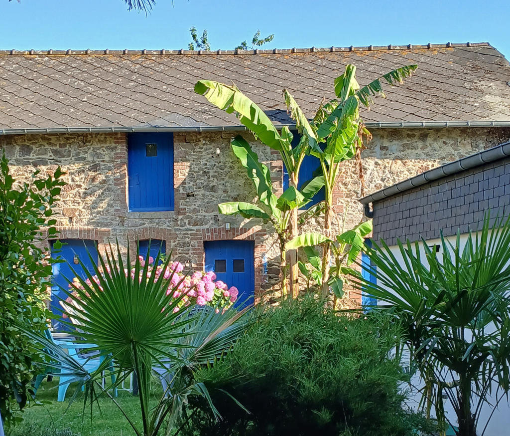 JARDIN Palmier bananier le cocon de matignon
